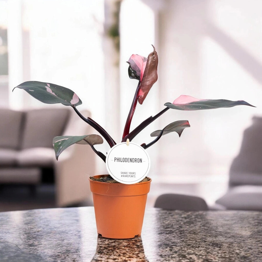 Gardenaria Philodendron 'Burgundy Prince' - Pianta da interno ornamentale Altezza: 25 cm (vaso 12)