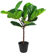 Piantine da Interno Tropicali con Disegno Foglia.