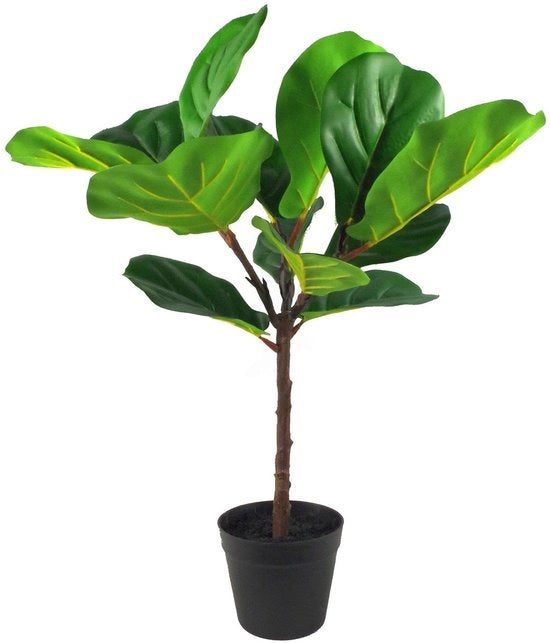 Piantine da Interno Tropicali con Disegno Foglia.