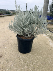 EREMOPHILA NIVEA CESP.30