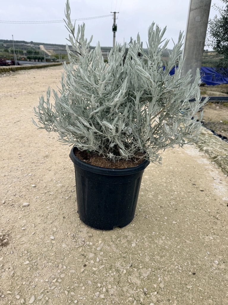 EREMOPHILA NIVEA CESP.30