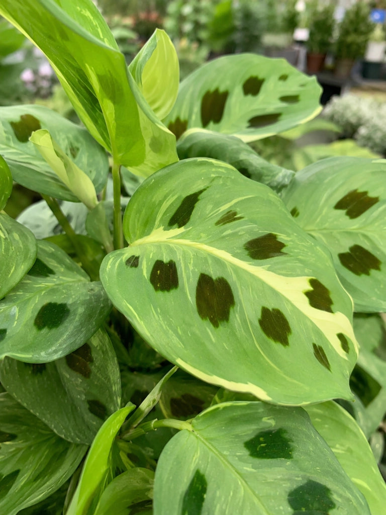 Gardenaria Maranta leuconeura 'Kerchoveana' - Pianta da interno ornamentale Altezza: 30 cm (vaso 12)