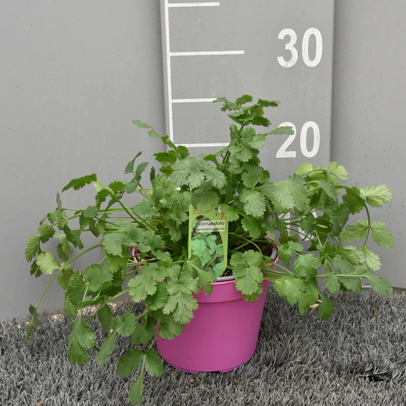 Coriandolo in Vaso 14 cm – Altezza 20 cm, Pianta Aromatica