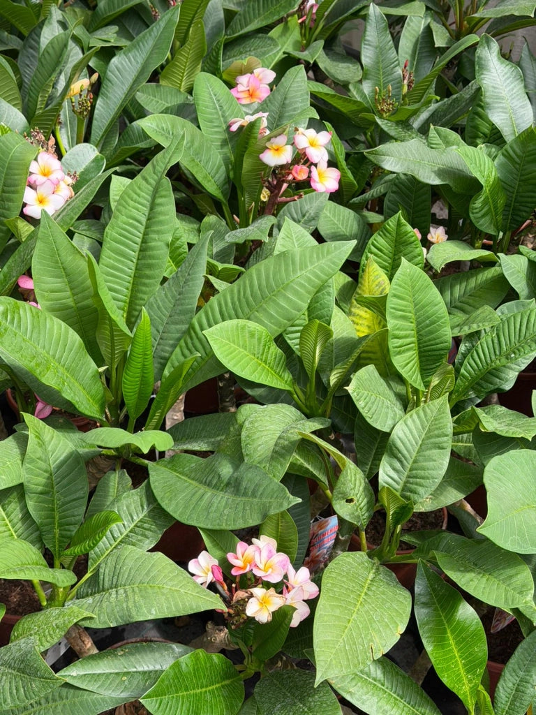 "Frangipani" Plumeria Jackie vaso 20 cm H60 – Pianta tropicale dai fiori profumati