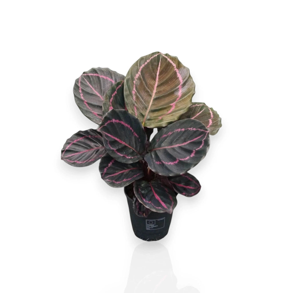 Gardenaria Calathea roseopicta 'Dottie' - Pianta da interno ornamentale Altezza: 35 cm (vaso 12)