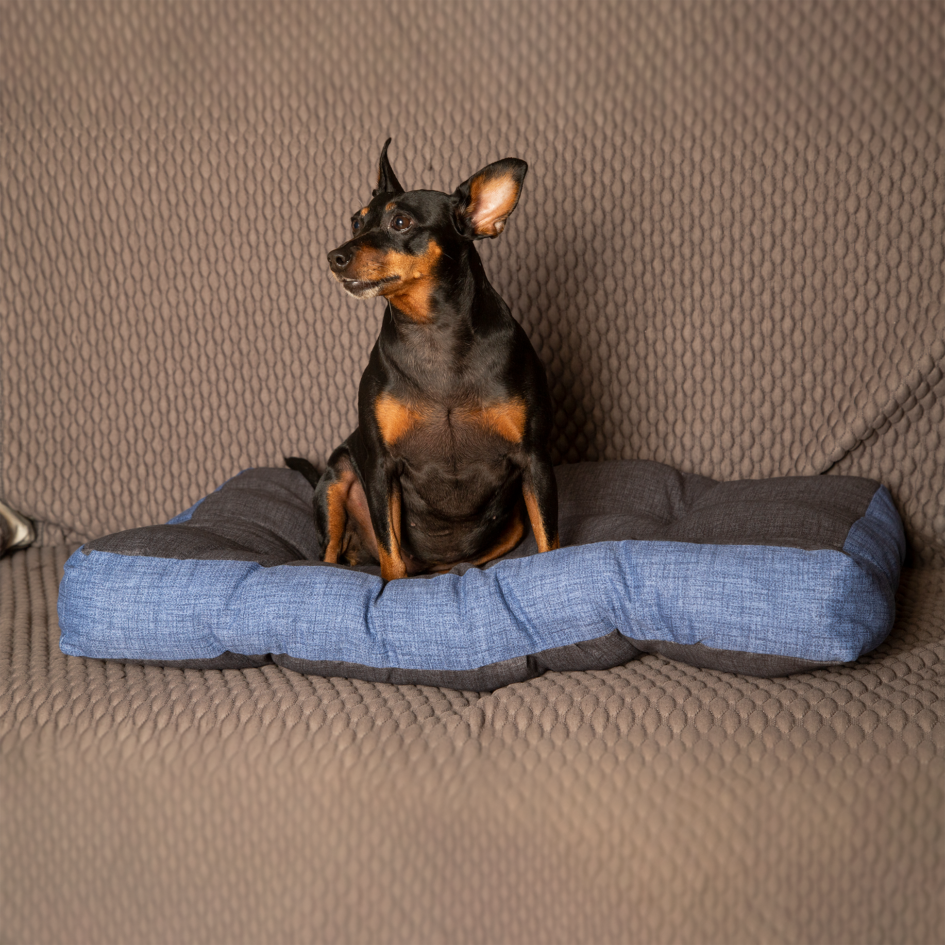 Materasso per cane e gatto, morbido, ortopedico(Extralarge) | Buggy