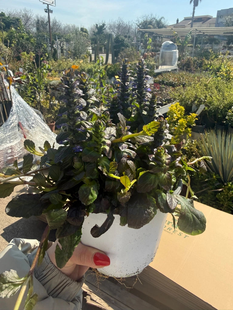 Ajuga vaso 14 cm – Pianta tappezzante con fogliame decorativo e fioritura
