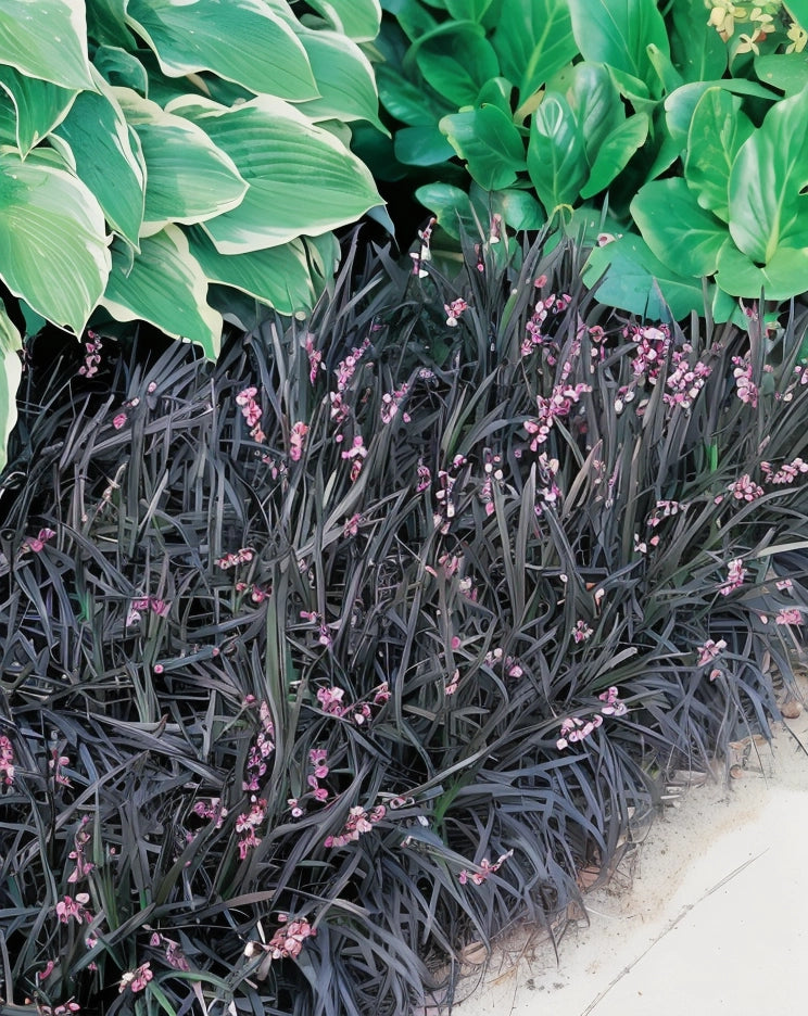 Gardenaria Ophiopogon planiscapus 'Black Dragon' - Graminacea ornamentale da esterno Altezza: 15 cm (vaso 17)