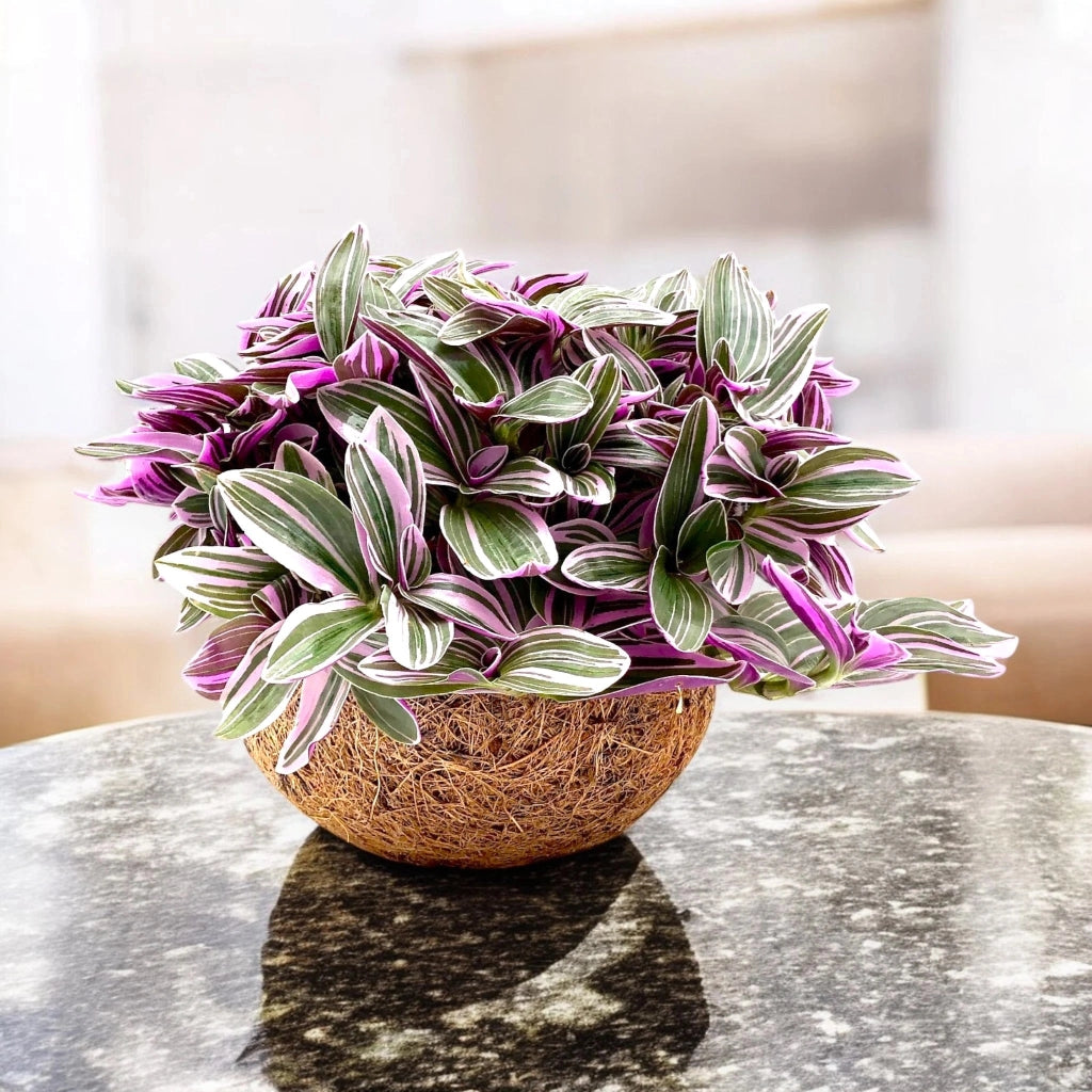 Gardenaria Tradescantia cerinthoides Sweetness - Pianta da interno ornamentale Altezza: 20 cm (vaso 15)