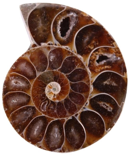 Set di Ammoniti Fossili - 2 Pezzi - Pietra Naturale - Materiale Educativo - Oggetto di Collezione Unico - Diametro 4 cm