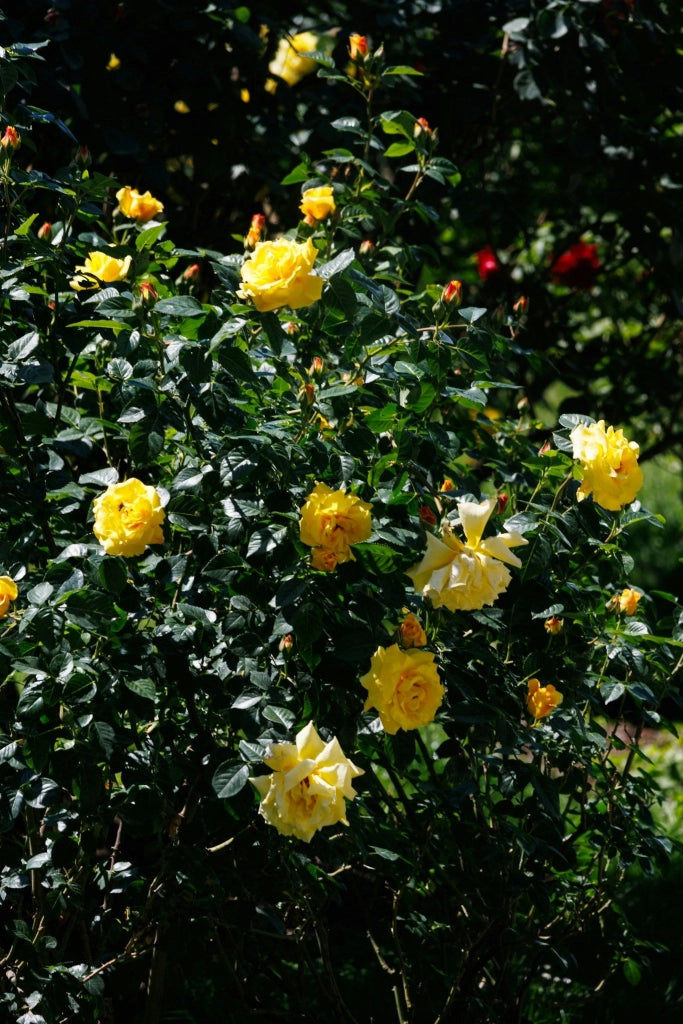 ROSA SEVILLANA GIALLO VASO 24