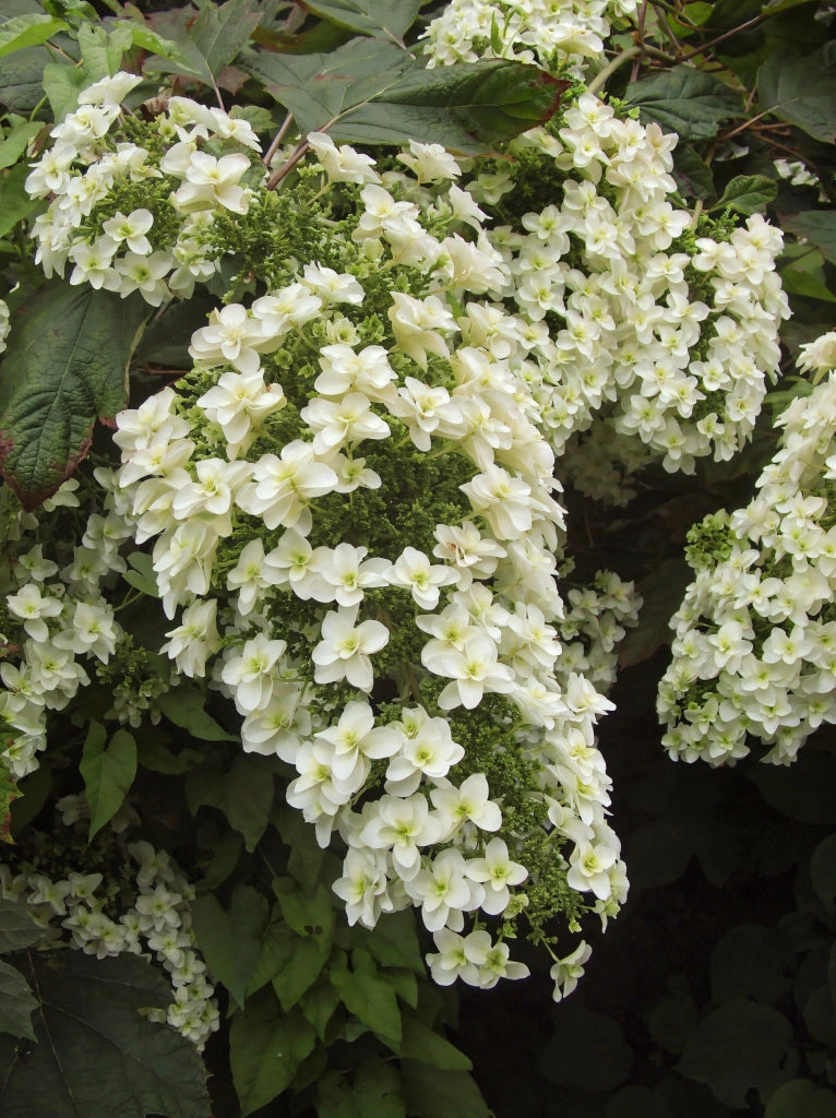 Gardenaria Ortensia - Hydrangea Quercifolia 'Snowflake' - Pianta acidofila ornamentale da esterno Altezza: 40/50 cm (vaso19)
