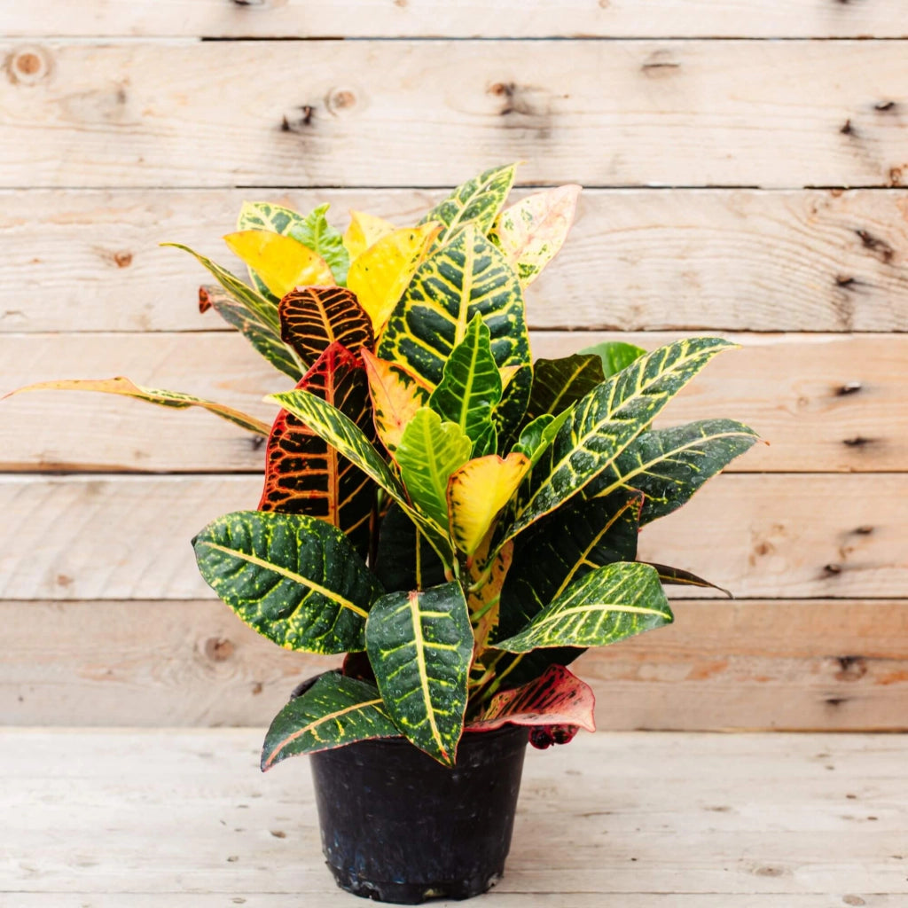 Codiaeum Croton Petra foto reali H 50cm vaso 18cm