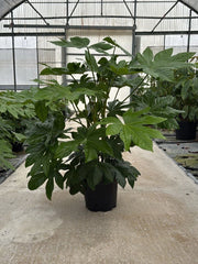 FATSIA JAPONICA VASO 30