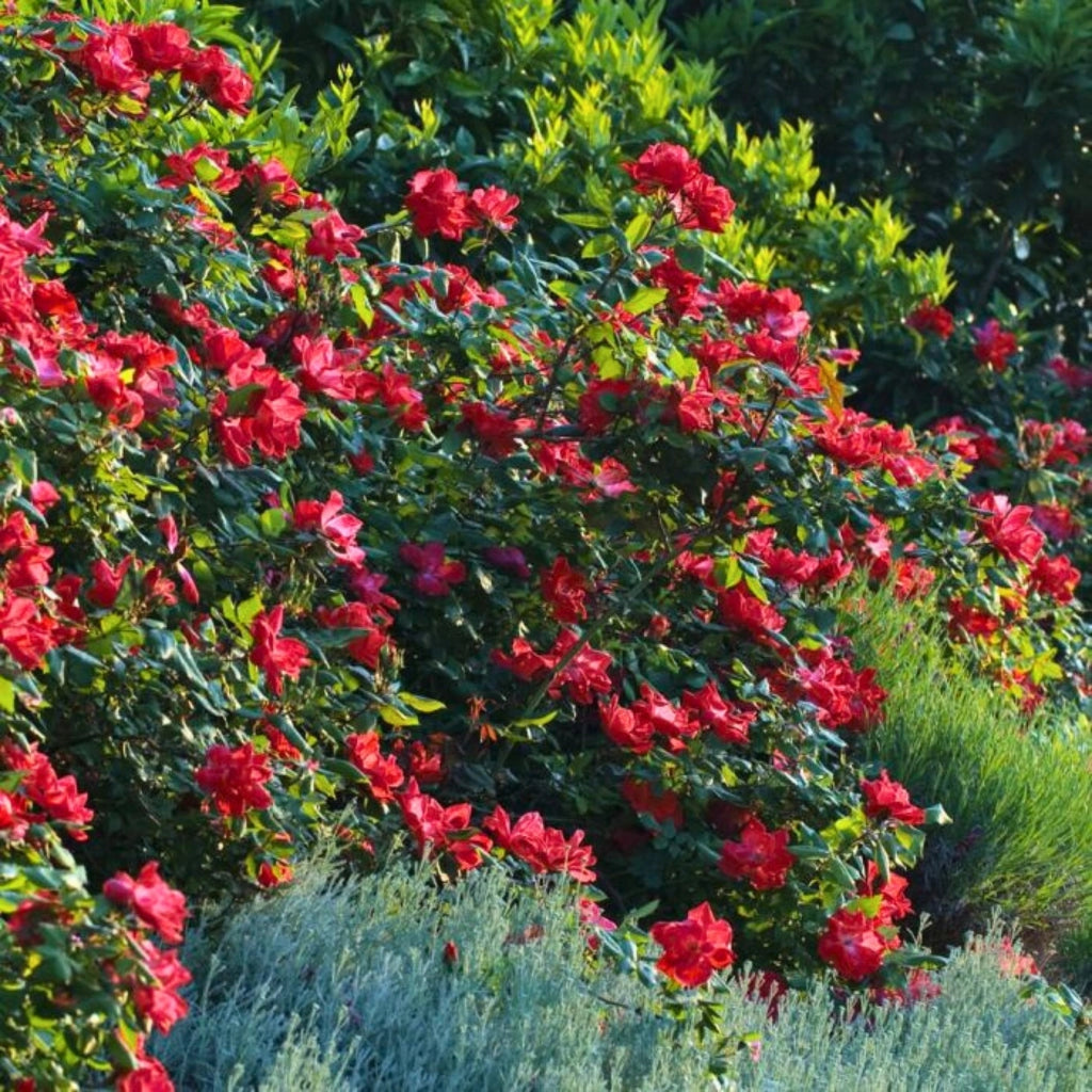 Gardenaria Rosa paesaggistica 'Red Knock Out' Meilland - Rosa da giardino Altezza: 25/30 cm (vaso19)