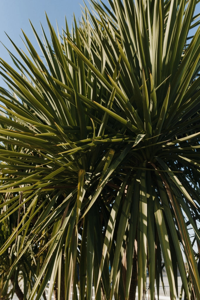 YUCCA ELEPHANTIPES MULTITRONCO 55