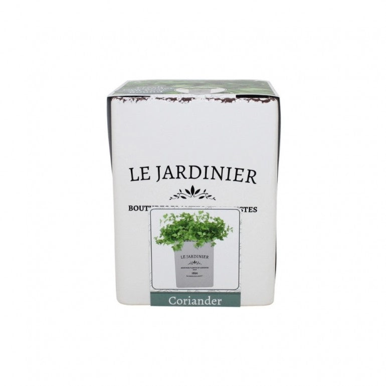 Kit Coltivazione per il Coriandolo, con vaso in ceramica, terriccio e semi