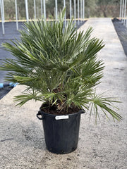 CHAMAEROPS HUMILIS VASO 35