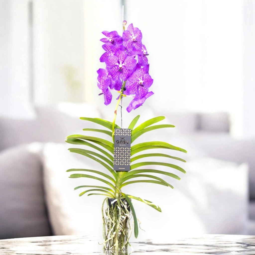 Gardenaria Vanda 'New Blue' - Pianta da interno ornamentale Altezza: 80 cm (vaso 15)