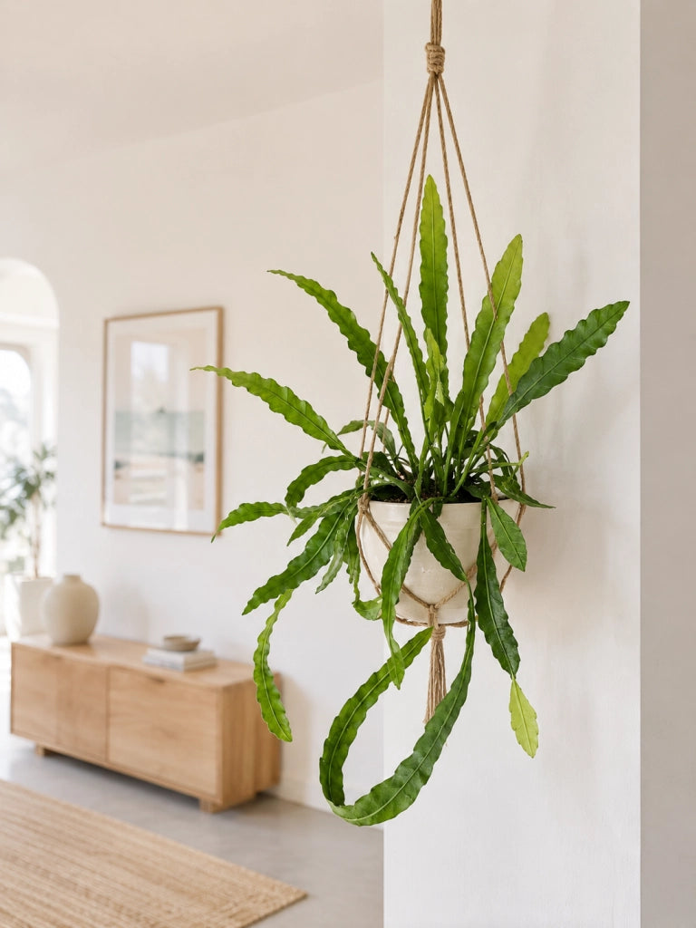 Gardenaria Epiphyllum fruhlingsgold - Pianta da interno ornamentale Altezza: 33 cm (vaso 12)