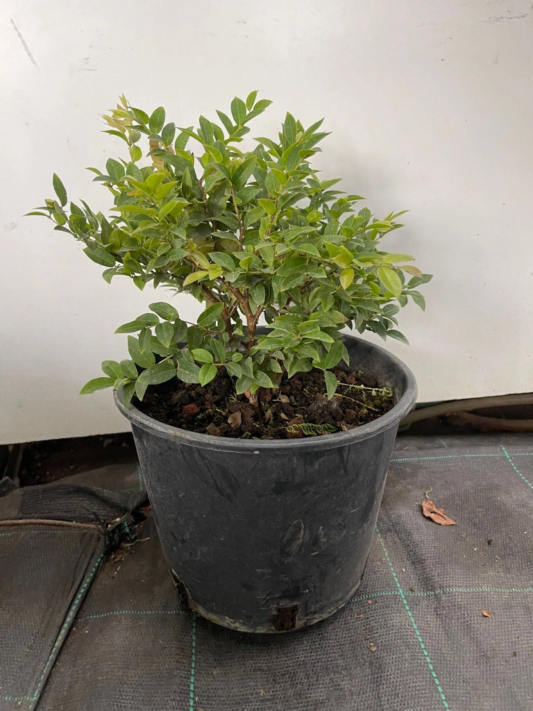 Pianta di MYRCIARIA Cauliflora o JABUTICABA  vaso 18cm foto reali piante tropicali