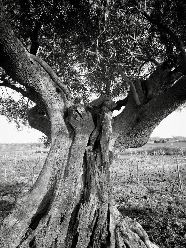 OLEA EUROPAEA CESP.40 CIPRESSINO