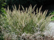 Gardenaria Calamagrostis brachytricha - Graminacea ornamentale da esterno Altezza: 50 cm (vaso 17)