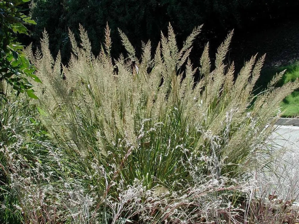 Gardenaria Calamagrostis brachytricha - Graminacea ornamentale da esterno Altezza: 50 cm (vaso 17)