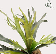 Pianta ornamentale - Farno stagno - 50 cm