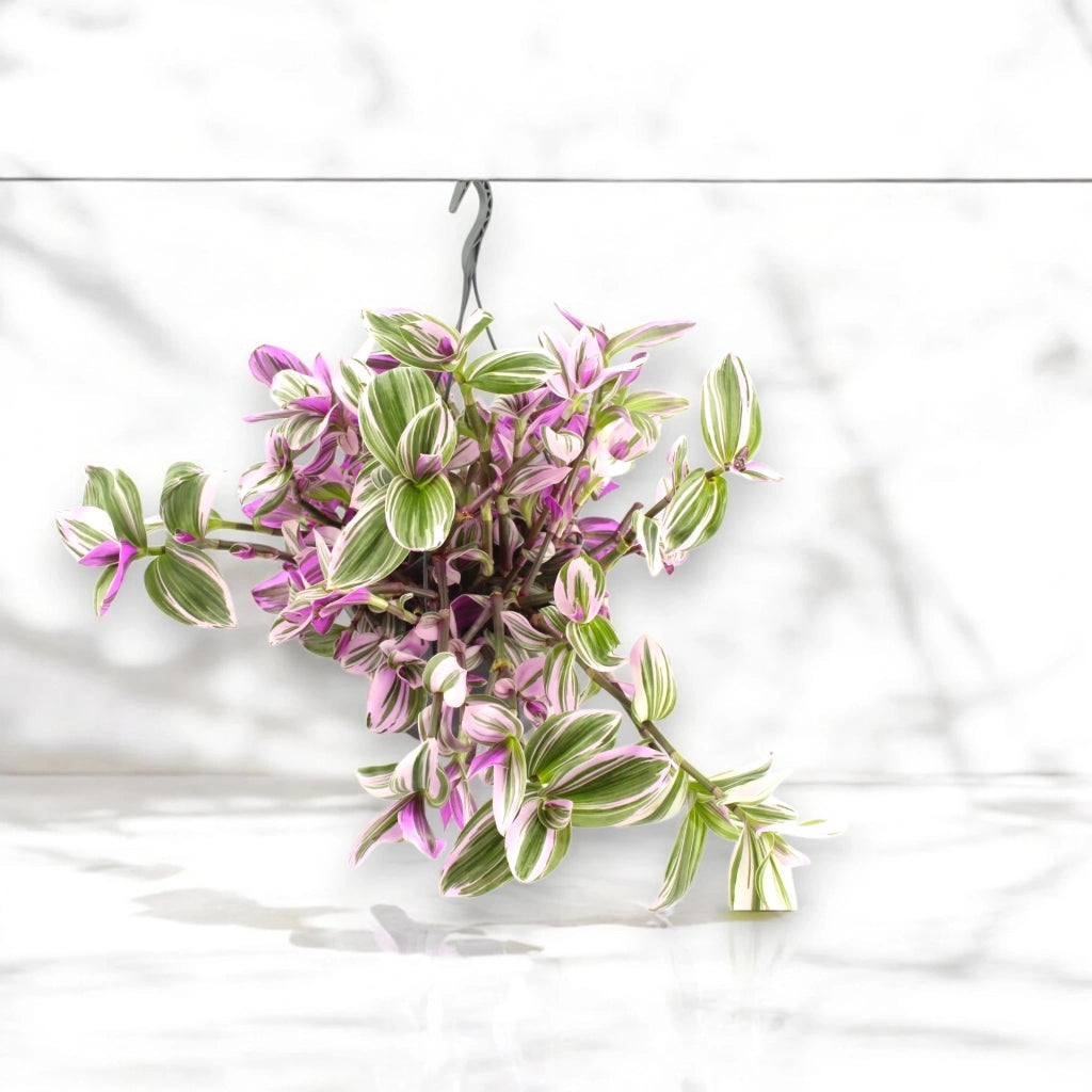 Gardenaria Tradescantia cerinthoides 'Nanouk' - Pianta da interno ornamentale Altezza: 25 cm (vaso 15)