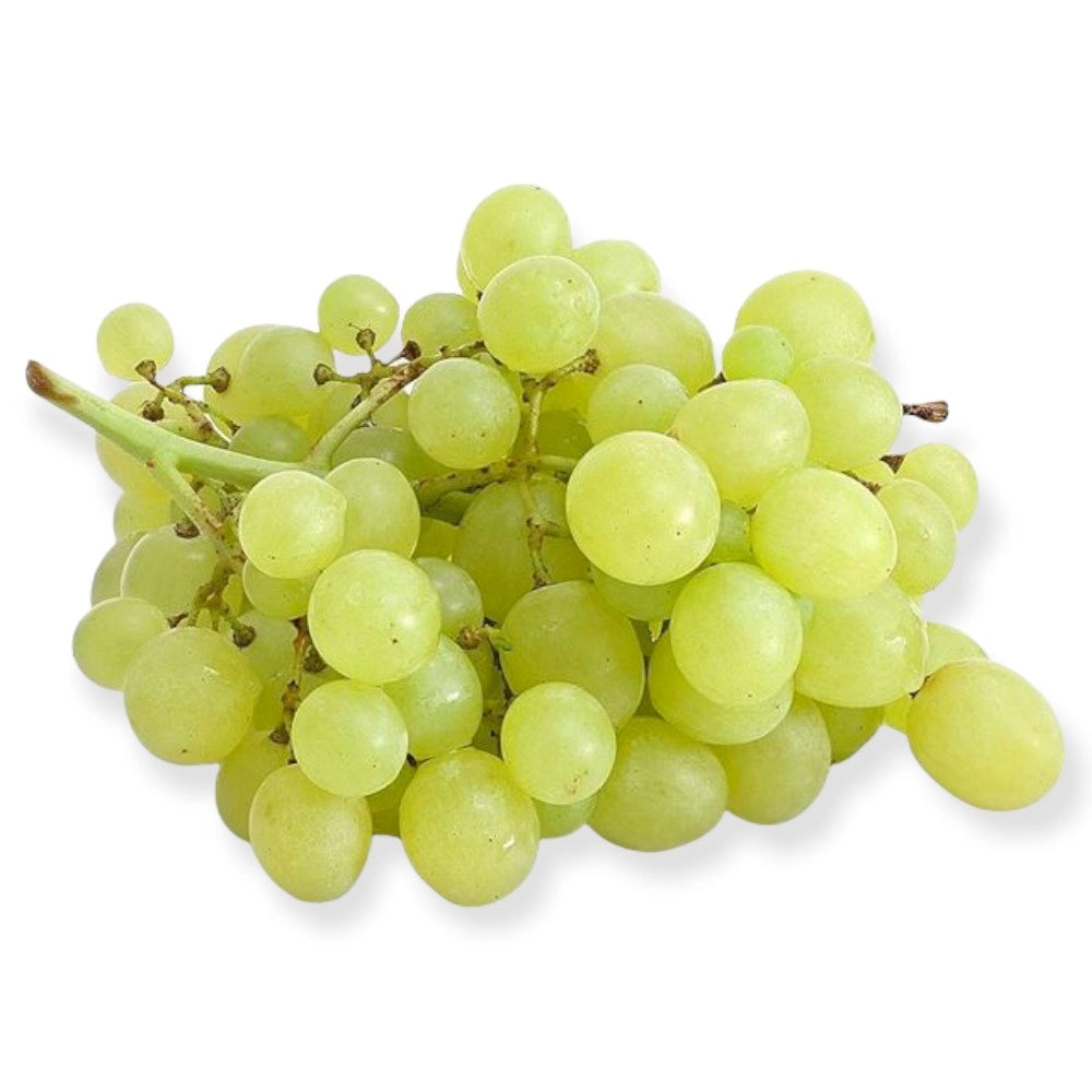Pianta di UVA VITE innestata DA TAVOLA FRAGOLA BIANCA in vaso 18 cm AMDGarden