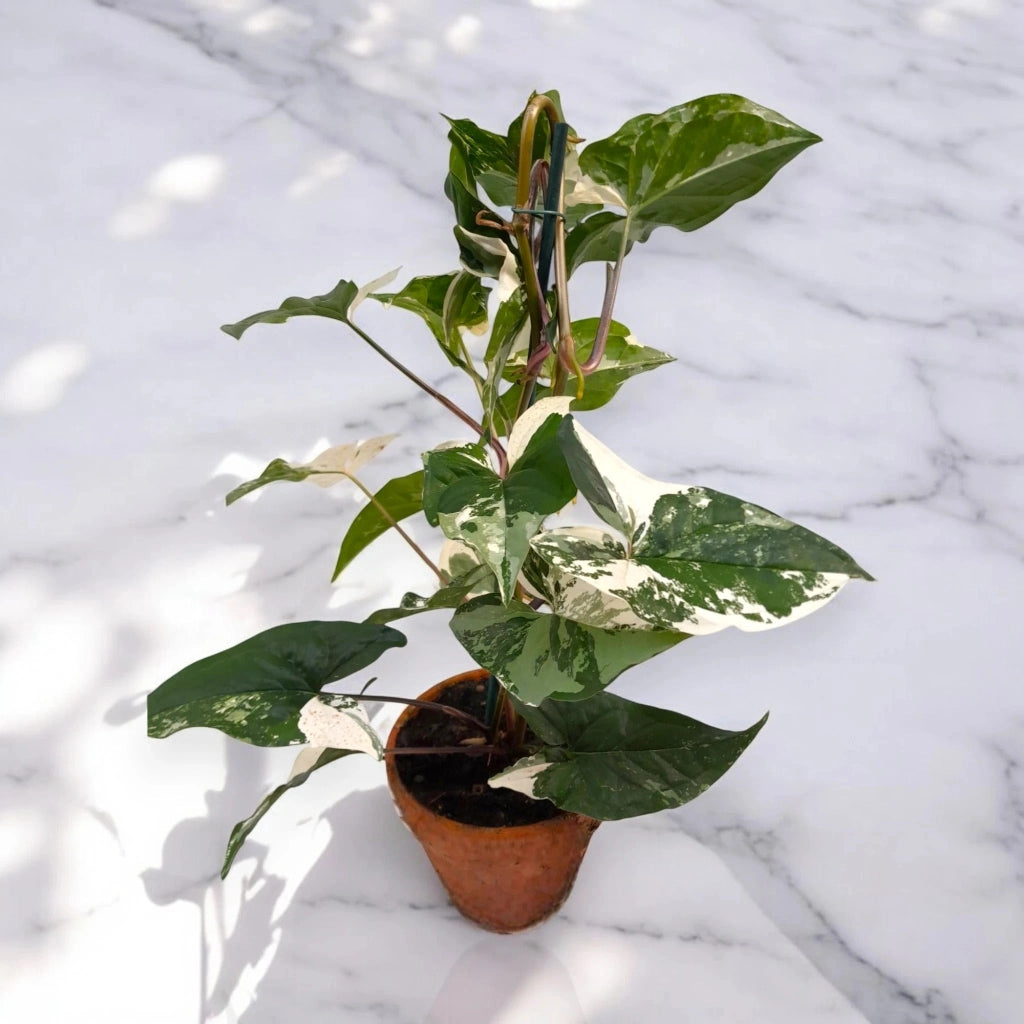 Gardenaria Syngonium variegata 'Alba' - Pianta da interno ornamentale Altezza: 40 cm (vaso 13)