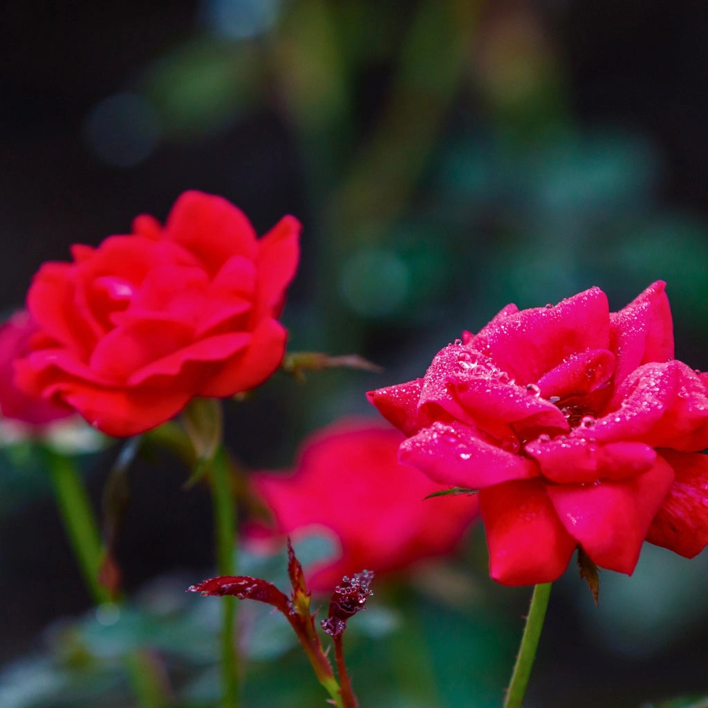 Gardenaria Rosa paesaggistica 'Red Knock Out' Meilland - Rosa da giardino Altezza: 25/30 cm (vaso19)