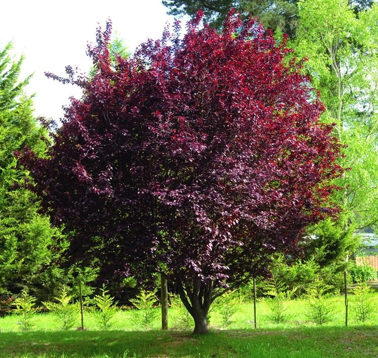 Pianta di Prunus × cistena vaso 18cm