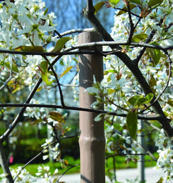 Canna in plastica 27mm lunghezza 210 cm per tutore e guida piante