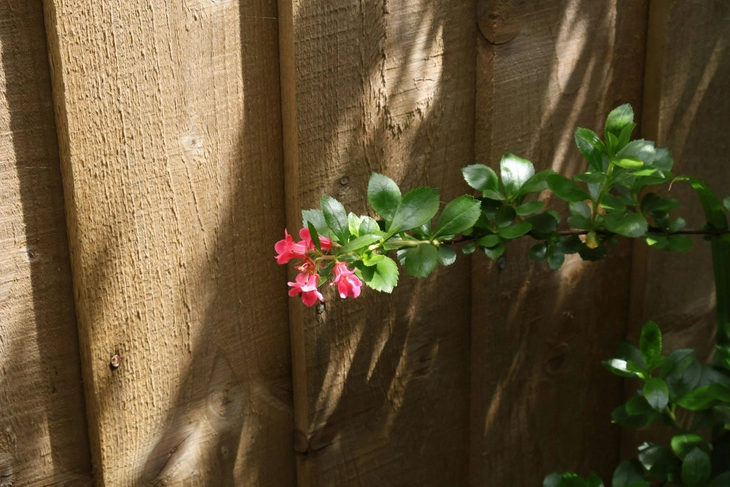 ESCALLONIA MACRANTHA ROSEA VASO 18