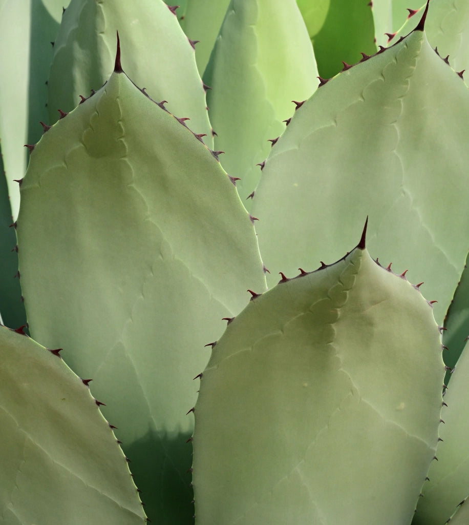 AGAVE SALMIANA VASO 60