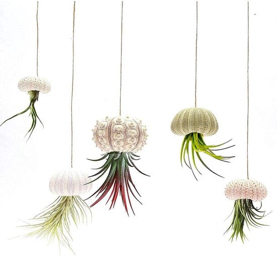 Set di Sostegni per Piante d'Aria da 5 Sostegni per Piante d'Aria Sospesi Vasi per Schiume di Mare per Interni e Esterni Decorazione per Pareti (set da 4)