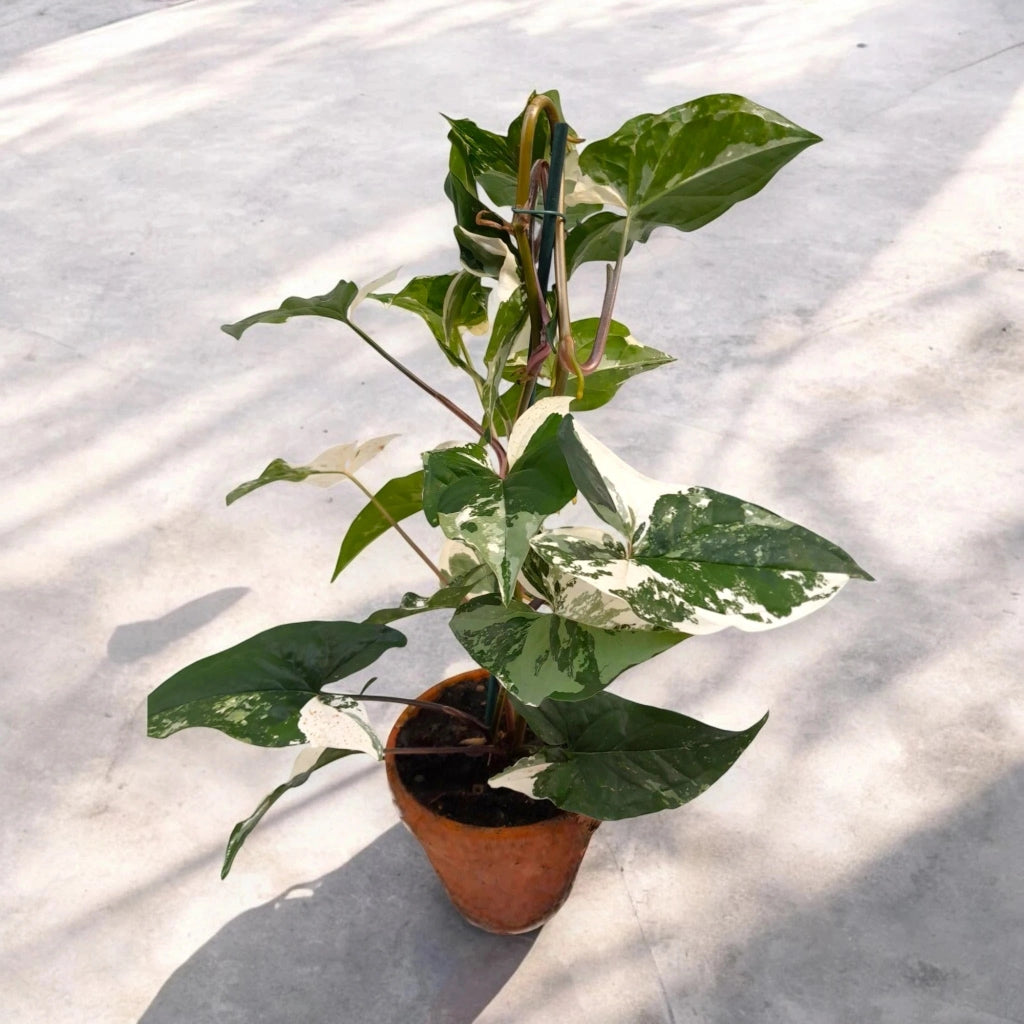 Gardenaria Syngonium variegata 'Alba' - Pianta da interno ornamentale Altezza: 40 cm (vaso 13)