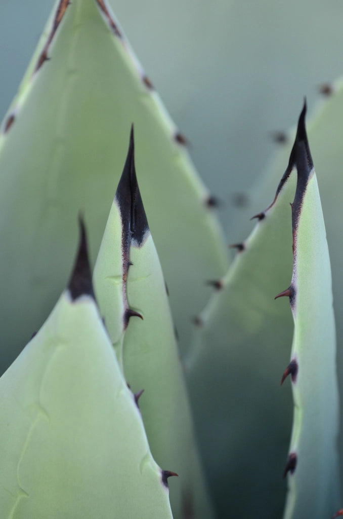 AGAVE AMERICANA VASO 18