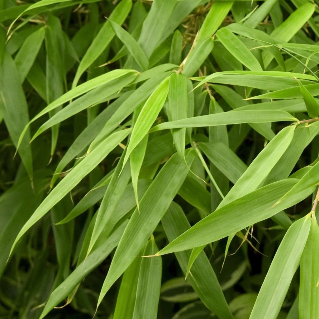 Gardenaria Fargesia Jumbo - Fargesia murielae 'Jumbo' - Bambù ornamentale da esterno Altezza: 125/175 cm (vaso28)