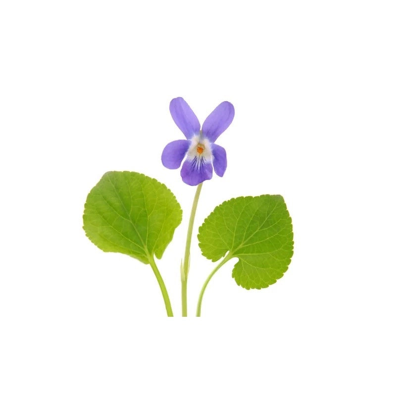 Viola Mammola 4 Stagioni DB