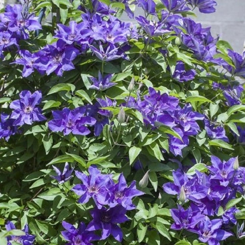 Gardenaria Clematis 'The President' - Pianta rampicante ornamentale da esterno Altezza: 100/125 cm (vaso19)