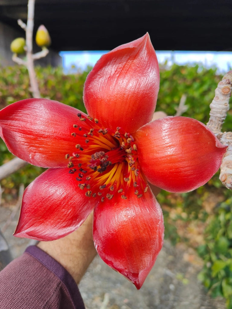 Pianta Ceiba Bombax, H70cm, foto reali