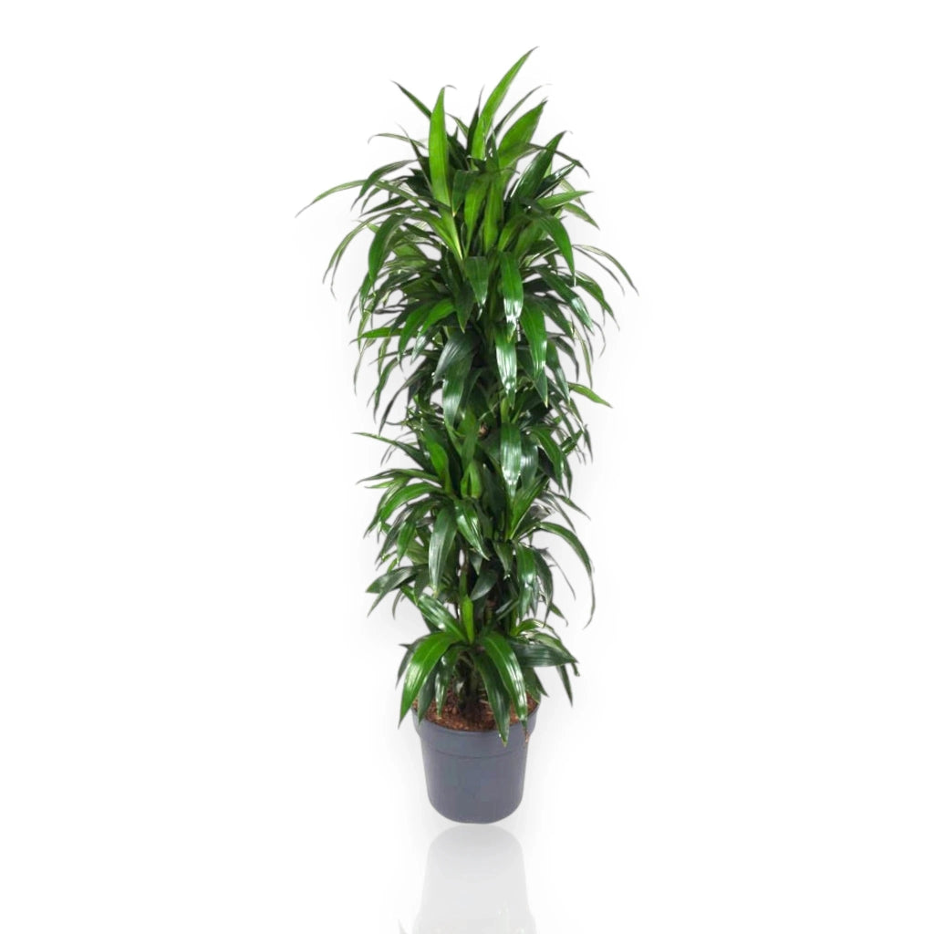 Gardenaria Dracaena fragrans 'Janet craig' - Pianta da interno ornamentale Altezza: 140 cm (vaso 27)