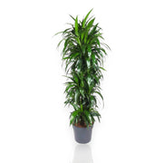 Gardenaria Dracaena fragrans 'Janet craig' - Pianta da interno ornamentale Altezza: 140 cm (vaso 27)