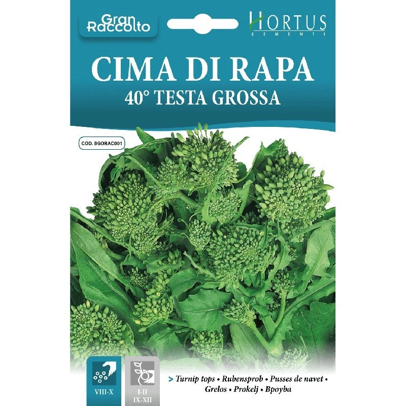 Cima di rapa 40 testa grossa Gran Raccolto