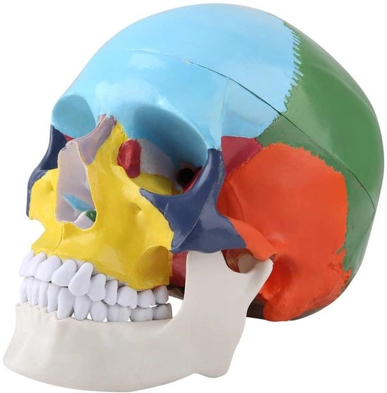Modello Anatomico Tridimensionale - Driedelig in Kunststof - Facoltà di Scolpire la Mandibola - Educazione Medica - Carta di Riconoscimento dei Colori - Modello Anatomico
