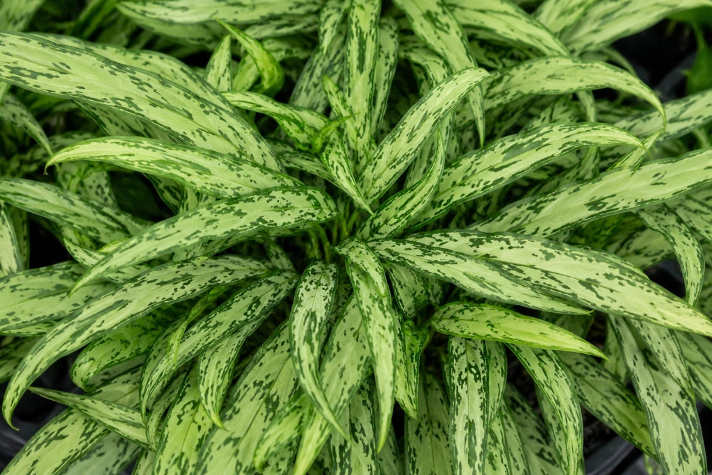 Gardenaria Aglaonema 'Cutlass' - Pianta da interno ornamentale Altezza: 50 cm (vaso 14)