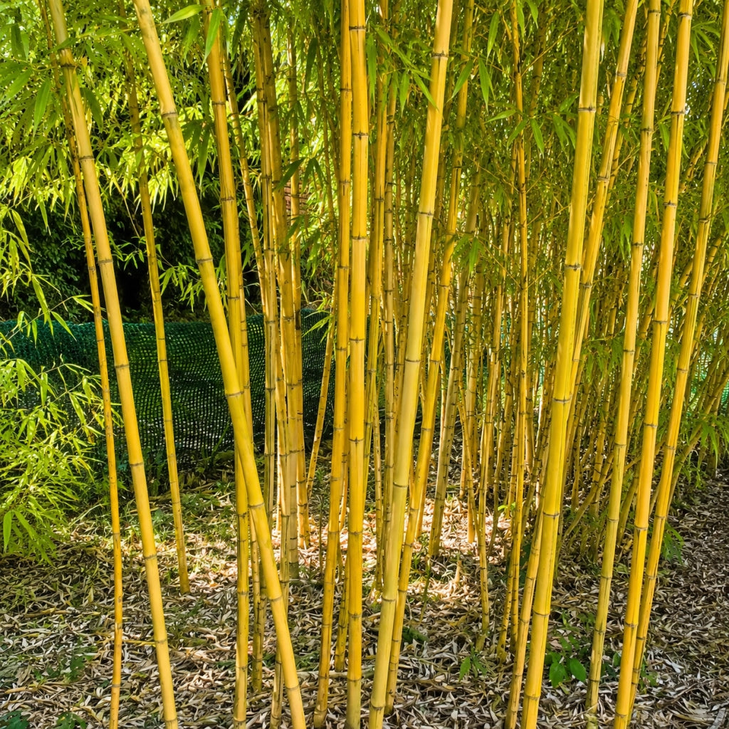 Gardenaria Bambù Giallo - Phyllostachys aureosulcata 'Aureocaulis' - Bambù ornamentale da esterno Altezza: 100/125 cm (vaso19)